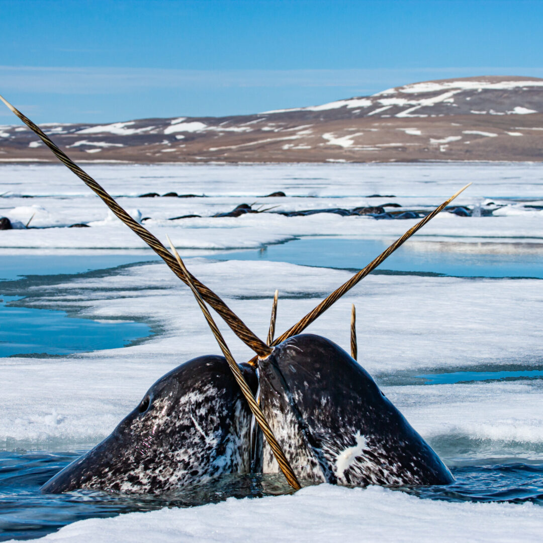 Aerials of narwhal in a place where there is no hunting. The whales are pushing under the ice to feed on cod.  They come up in seal holes and rotten ice in order to catch a breath.